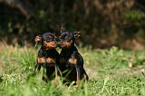 PINSCHER NAIN 176